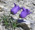 Campanula alpestris